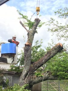 桜の老木伐採-レッカー作業